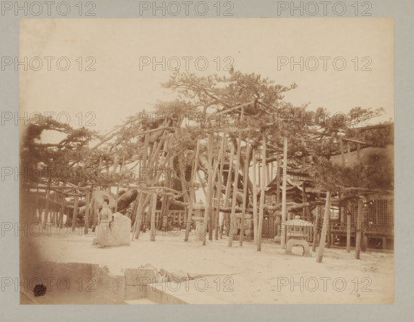 Sacred tree at Lake Biwa, Japan, photograph, Sacred tree next to which a Japanese woman stands on the left with a parasol., number: '12. Sacred tree at Lake Biwa.', c. 1895 - c. 1915, photographer, paper, pasteboard, albumen print, height 208 mm x width 272 mm, height 243 mm x width 329 mm, A faded sepia photograph showing a large sprawling tree with many low horizontal branches supported by a framework of wooden poles and beams, a stone lantern with a curved top standing in front of the support structure, a woman in traditional clothing seated beside a large rock near the tree, a dirt ground with scattered stones and steps in the foreground, portions of wooden fences and small shrine-like roofed structures visible among the supports, and an empty sky occupying the upper portion of the image.