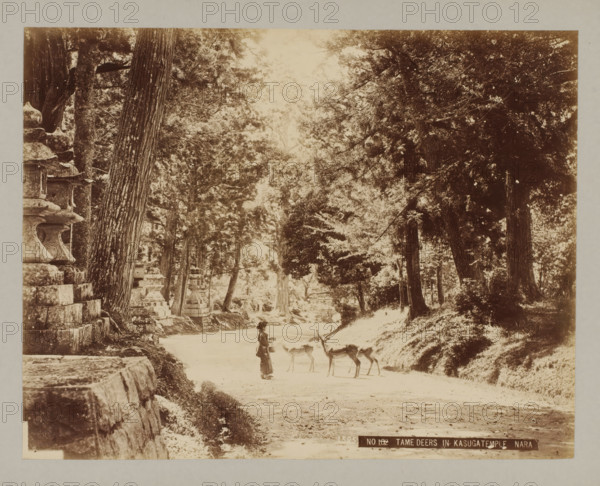 1585 NO 102 Tame deers in Kasugatemple Nara, Three tame deers next to the Kasuga temple, Nara, photograph, The number 102 in the title at the bottom right has been crossed out., number: '13.', c. 1895 - c. 1915, photographer, Kinki, paper, pasteboard, albumen print, albumendruk, height 211 mm x width 270 mm, height 243 mm x width 329 mm, A sepia-toned scene of a tree-lined path with tall trunks and dense foliage on both sides, stone lanterns and stepped stone structures visible along the left edge, a person wearing traditional clothing standing on the path and facing a group of three deer, one deer with antlers turned toward the person, grassy banks and scattered undergrowth beside the path, and dappled light filtering through the canopy above.