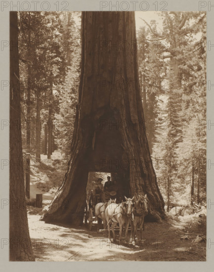 Carriage in passage under tree, Wawona, photograph, Bottom center says: 10165., annotation: '5. Wawona', c. 1895 - c. 1915, photographer, North America, California, paper, pasteboard, gelatin silver print, developing gelatin silver print, height 238 mm x width 187 mm, height 329 mm x width 243 mm, A tall, wide tree trunk with a large hollow at its base fills the center of the image, flanked by dense forest of other tall trees and undergrowth; inside the hollow a horse-drawn wagon is visible with two seated figures in hats, and four horses harnessed to the wagon stand in front of the tree on a dirt path with scattered light and shadow on the ground.