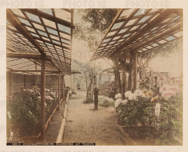 Flowering chrysanthemums, Tokyo, Japan, album page, photograph, Colored albumen print with a path in the center and flowering chrysanthemums on the left and right under a wooden canopy with square panes in the roof., inscription: '169 A. CHRYSANTHEUM BLOSSOMS AT TOKYO.', c. 1880 - c. 1910, photographer, paper, pasteboard, albumen print, albumen print (colored) on photographic paper on cardboard, height 194 mm, width 248 mm x width 381 mm, height 303 mm, A pathway runs down the center beneath wooden lattice roofs supported by timber posts, with planted beds of flowers and foliage on either side, clusters of large pompom-like blossoms visible among leafy stems, bamboo fencing along one side, trees rising through the scene, wooden beams and rafters forming a repeating geometric pattern overhead, and a soft, faded coloration across the entire image.