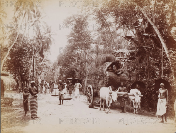 Street view in Galle, Sri Lanka, photograph, Street in the tropics, Galle ? Sri Lanka ?., caption: 'Galle Road', Galle, c. 1870 - c. 1900, photographer, South Asia, paper, albumen print, height 213 mm x width 274 mm, A dirt road lined with tall trees and large leafy plants runs through the scene, with a covered wooden cart piled high with hay or thatch hitched to a pair of oxen near the right side, a man seated atop the cart, and several men standing or walking nearby, some carrying shoulder poles with suspended baskets, others holding umbrellas, and a few wearing wrapped cloths around their waists; a small child stands beside a woman on the left, and dense tropical foliage and palm trees fill the background.