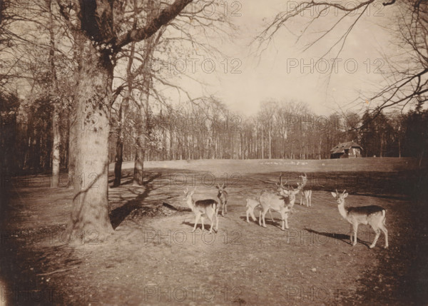 Deer in Sonsbeek Park in Arnhem, photograph, inscription: 'Atelier Evd Kerkhoff Arnhem Ridderstraat 27. Telephone No. 773. Amsterdam Keizersgracht 455. Enlargements of this and any other Portrait are beautifully executed. The Plate is kept for reordering.', name: 'E. vd Kerkhoff', inscription: 'Sonsbeek b, Arnhem March, April 1918', photographer: E. vd Kerkhoff, Sonsbeek, 1918-03, Arnhem, paper, pasteboard, gelatin silver print, developed gelatin silver print, height 100 mm x width 138 mm, public gardens, park, hoofed animals: deer, A sepia-toned open park scene with bare-branched trees framing the foreground and a stand of leafless trees in the background, a small group of deer with antlers and without gathered on a grassy, slightly shadowed clearing, a rustic building with a pitched roof set near the tree line on one side, long tree shadows stretching across the ground, and scattered branches extending into the sky above.