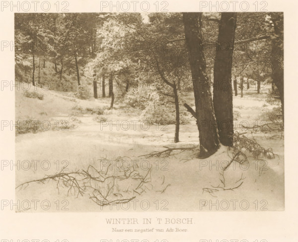 Winter in 't Bosch, Forest view with snow, page, photomechanical print, photographer: Adriaan Boer, Netherlands, cliché maker: anonymous, c. 1900 - in or before 1905, Adriaan Boer, photographer, cliché maker, paper, photoaquatint, height 112 mm x width 151 mm, forest, wood, snow, A sepia-toned scene of a snowy forest with tall tree trunks in the foreground and background, branches dusted with snow, low shrubs and fallen twigs scattered across the snow-covered ground, a gentle slope receding into a stand of more distant trees, and a pale border surrounding the image.