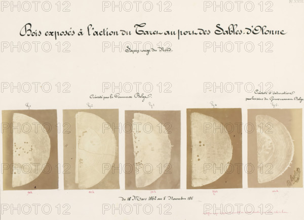 Bois exposés à l'action du Taret au port des Sables-d'Olonne, Five pieces of wood affected by worms, from the port of Les Sables-d'Olonne, France, photograph, number: 'Pl. XVIII.', annotation: 'Sapin rouge du Nord, mètre Cube de bois.', signature: 'B. Crolet', photographer: B. Crolet (possibly), in or before 1867, B. Crolet, photographer, paper, pasteboard, albumen print, albumendruk, height 332 mm x width 441 mm, wood, timber, building material, worms, A pale beige sheet fills the image with a row of five vertical rectangular panels along the lower half, each panel containing a semicircular cross section of wood showing concentric growth rings and small dark spots on a muted brown background, the semicircles varying slightly in texture and tone; there is a narrow pale margin between the panels and a wide empty area above them with large ornamental dark strokes near the top edge, and a small ornate signature near the rightmost panel.
