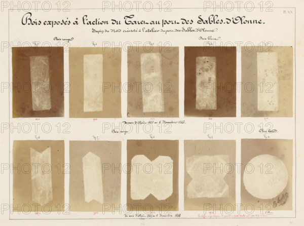 Ten pieces of wood affected by worms, from the port of Les Sables-d'Olonne, France, Bois exposés à l'action du Taret au port des Sables-d'Olonne, photograph, annotation: 'Sapin du Nord créosoté à l'atelier de port des Sables-d'Olonne., with Cube de bois.', number: 'Pl. XX.', signature: 'B. Crolet', photographer: B. Crolet (possibly), in or before 1867, B. Crolet, photographer, paper, pasteboard, albumen print, albumendruk, height 332 mm x width 441 mm, wood, timber, building material, worms, A large sheet divided into two horizontal bands each containing a row of rectangular panels showing pale wood grain shapes set against darker rectangular backgrounds, the upper row featuring narrow vertical wood samples with visible concentric rings and occasional small round blemishes, the lower row displaying larger pale shapes including pointed, scalloped, and circular forms with textured ring patterns, all panels separated by thin pale margins and framed by a narrow border around the sheet.