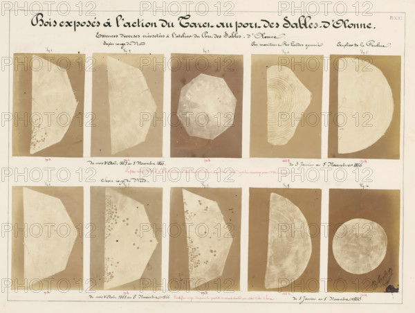 Ten pieces of wood affected by worms, from the port of Les Sables-d'Olonne, France, Bois exposés à l'action du Taret au port des Sables-d'Olonne, photograph, number: 'Pl. XXI.', annotation: 'Essences diverses créosotées à l'atelier du Port des Sables-d'Olonne., 5 Novembre 1866.', signature: 'B. Crolet', photographer: B. Crolet (possibly), in or before 1867, B. Crolet, photographer, paper, pasteboard, albumen print, albumendruk, height 332 mm x width 441 mm, wood, timber, building material, worms, A large sheet with a rectangular grid of photographic prints showing cross sections and angled slices of tree trunks and wood pieces in light beige against darker brown rectangular backgrounds, arranged in rows and columns with thin white borders between them, the wood pieces displaying visible growth rings, radial patterns, rounded and polygonal shapes, some with irregular edges and surface blemishes or spots, and one circular disk in the lower right, all mounted on a cream-colored paper with...