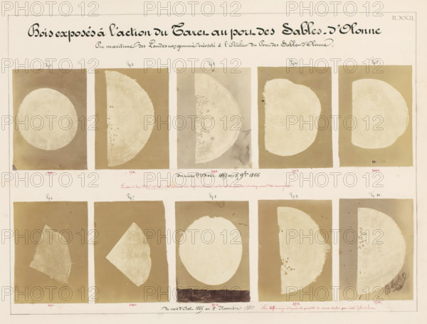Bois exposés à l'action du Taret au port des Sables-d'Olonne, Ten pieces of wood affected by worms, from the port of Les Sables-d'Olonne, France, photograph, signature: 'B. Crolet', number: 'Pl. XXII.', annotation: 'Pin maritime des Landes no..gemmé créosoté à l'Atelier du Port des Sables-d'Olonne., mètre Cube de bois.', photographer: B. Crolet (possibly), in or before 1867, B. Crolet, photographer, paper, pasteboard, albumen print, albumendruk, height 332 mm x width 441 mm, wood, timber, building material, worms, A rectangular sheet with a pale background containing rows of rectangular panels, each panel showing cross-sections or partial cross-sections of tree trunks rendered in light beige against darker beige or brown rectangular backdrops, with visible growth rings and some panels showing irregular edges or small dark spots, a large decorative cursive title across the top, small handwritten labels above many panels, and a narrow border around the sheet.