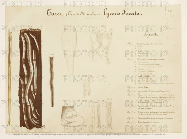 Photo reproduction of drawings of the worms Teredo Navalis and Lycoris Fucata by Pieter Harting, photograph, reproduction, signature: 'B. Crolet', annotation: 'Photographie d'un dessin de Mr Harting, Membre de l'Académie Royale des Pays-Bas, tiré de Verslag, over den Paalworm, Published by the Physics Department of the Royal Academy of Sciences, Amsterdam. CG van der Post. 1860.', photographer: B. Crolet (possibly), France, after design by Pieter Harting, in or before 1867, paper, pasteboard, albumen print, albumendruk, height 332 mm x width 441 mm, drawing, sketch, worms, A large aged paper sheet with several detailed sepia and pencil biological illustrations arranged across it, including a long segmented wormlike figure, a vertical dark textured column showing tubular structures, a narrow elongated oval shape, a cluster of rounded oval forms within fibrous lines, and a curled irregular shape with stippled shading; ornate handwritten headings appear at the top and a dense column of cu...