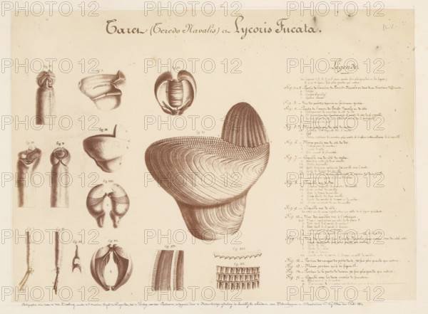 Photo reproduction of drawings of the worms Teredo Navalis and Lycoris Fucata by Pieter Harting, photograph, reproduction, signature: 'B. Crolet', annotation: 'Photographie d'un dessin de Mr Harting, Membre de l'Académie Royale des Pays-Bas, tiré de Verslag, over den Paalworm, Published by the Physics Department of the Royal Academy of Sciences, Amsterdam. CG van der Post. 1860.', photographer: B. Crolet (possibly), France, after design by Pieter Harting, in or before 1867, paper, pasteboard, albumen print, albumendruk, height 332 mm x width 441 mm, drawing, sketch, worms, A large antique illustration on a pale background shows multiple detailed monochrome drawings of shell-like and tubular anatomical forms arranged across the page, with a prominent large ridged, curved, layered shell structure near the center-right and smaller segmented, rounded, and tubular components distributed to the left and bottom; the drawings display fine line shading and stippling to indicate texture and curv...