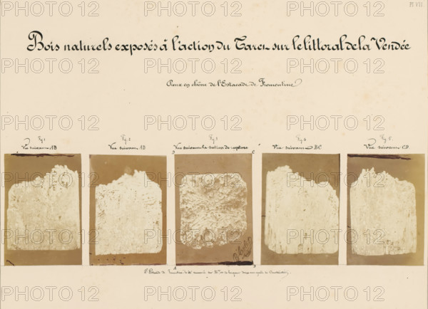 Bois naturels exposés à l'action du Taret sur le littoral de la Vendée, Five pieces of wood affected by worms, taken from the coastline in Fromentine, France, photograph, annotation: 'Pieux en chêne de l'Estade de Fromentine, la Construction.', number: 'Pl. VII.', signature: 'B. Crolet', photographer: B. Crolet (possibly), in or before 1867, paper, pasteboard, albumen print, albumendruk, height 332 mm x width 441 mm, wood, timber, building material, worms, A large pale sheet with an ornate dark title across the top and a row of five rectangular sepia-toned photographic panels along the lower half, each panel showing a vertical irregular textured block with rough tops and eroded surfaces, the central panel displaying a more rounded, porous piece, faint handwritten marks near the bottoms of two panels, and a wide empty margin below the photographs.