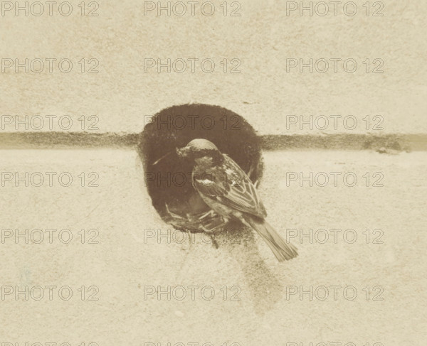 House sparrow at its nest in an air duct, House sparrow sitting in front of its nest cavity in an air duct, House sparrow (symbol for male) sits in front of its nest cavity in an air duct of my wall, photograph, mark: 'TM', annotation: 'House sparrow sitting in front of its nest cavity in an air duct, House sparrow (symbol for male) sits in front of its nest cavity in an air duct of my wall', signature: 'foto R Tepe', photographer: Richard Tepe, Netherlands, 1900 - 1930, paper, albumen process, gelatin silver print, height 93 mm x width 121 mm, song-birds: sparrow, A small bird with patterned feathers perched at the edge of a dark circular hole in a textured pale wall, the bird facing slightly downward and to the left with its tail extending outward and a faint shadow or streak below the opening.
