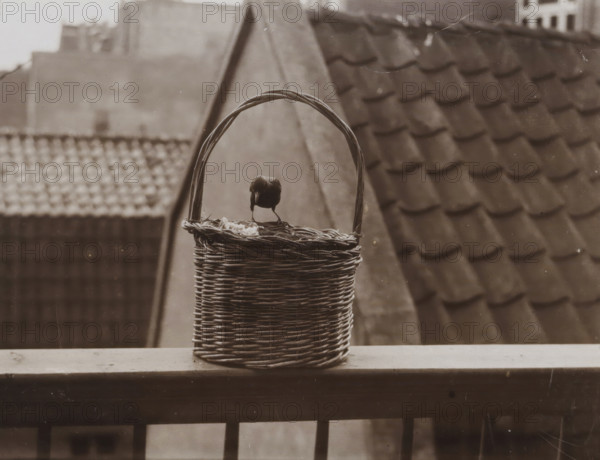Sparrows on a Balcony, Sparrow on City Balcony, photograph, photographer: attributed to Richard Tepe, Netherlands, 1900 - 1930, Attributed to, paper, pasteboard, daylight collodion silver print, height 86 mm x width 118 mm, song birds: sparrow, A woven wicker basket with a curved handle sits on a wooden ledge, and a small bird stands on the basket's rim pecking at some scattered material inside; behind them are blurred rooftops with overlapping tiles and geometric rooflines visible in a muted monochrome tonality.