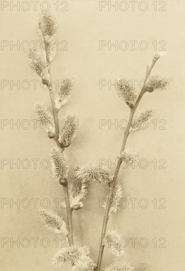 Branch with willow catkins, photograph, annotation: '60 Willow Solis ? II, carrying catkins', signature: 'R. Tepe Apeldoorn', photographer: Richard Tepe, Netherlands, c. 1900 - c. 1930, paper, salted paper print, albumen print, salt print on photo paper, height 167 mm x width 116 mm, height 262 mm x width 316 mm, trees (branch, stick), Two slender branches with fuzzy catkin-like buds extend upward against a pale rectangular background framed by a thin darker border and a wider textured outer margin; the branches are smooth and slightly curved, each bearing multiple soft, elongated, tufted flower clusters and a few overlapping protective scales, all rendered in muted sepia tones with subtle shading and fine detail.