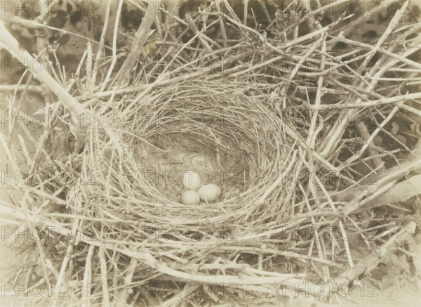 Crow's nest with eggs, photograph, inscription, photographer: Richard Tepe, Netherlands, 1912, Richard Tepe, photographer, paper, baryta paper, gelatin silver print, developing gelatin silver print, height 170 mm x width 233 mm, nesting-box, A circular nest made of woven twigs and grasses sits among a tangle of larger sticks, with a shallow, lined interior holding several small speckled eggs.