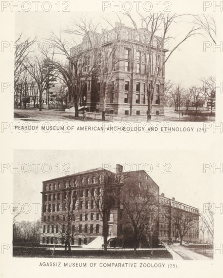 Peabody Museum of American Archeology and ethnology, Agassiz Museum of Comparative Zoology, page, photomechanical print, number: '(24) (25)', Cambridge (MA), c. 1881 - in or before 1886, North America, Massachusetts, paper, collotype, photoprint, height 168 mm x width 126 mm, Prints opposite page 44., permanent exhibition, museum, facade (of house or building), Harvard College, Museum of Comparative Zoology, Peabody Museum of Archeology and Ethnology, The image shows two sepia-toned photographs of large multi-story brick buildings set within leafless trees and open grounds; the upper photograph depicts a rectangular building with tall windows, decorative cornices, and a corner entrance surrounded by bare trees and a low fence, while the lower photograph shows a larger elongated brick building with many windows, steps leading to an entrance, a paved walkway, and scattered bare trees in the foreground and background.