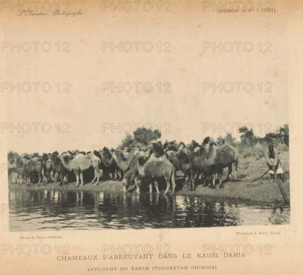 Chameaux s'abreuvant dans le Kausi Daria affluent du Tarim (Turkestan Chinois), Camels along the banks of the Tarim, page, photomechanical print, photographer: Prince d' Orléans, Turkestan, cliché maker: Jules Royer, Nancy, c. 1886 - in or before 1891, Prince d' Orléans, Jules Royer, photographer, cliché maker, Central Asia, paper, collotype, photoprint, height 106 mm x width 145 mm, river, hoofed animals: camel, Tarim, A sepia-toned photograph shows a group of camels gathered along a riverbank with several camels drinking from the water while others stand or sit nearby, their humps and heads forming a dense line; a person stands at the edge of the group holding a rope attached to one camel; trees and low vegetation appear behind the herd, and rippling reflections of the animals are visible on the river surface.