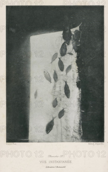 Vue Instantanée, Pisces, page, photomechanical print, inscription: 'Librairie C. Reinwald', number: 'Planche IX', photographer: David, France, cliché maker: Dujardin, c. 1890 - in or before 1900, paper, photoaquatint, height 145 mm x width 105 mm, fishes, A vertical, grayscale photograph showing a rectangular light area against a darker surrounding; within the light area a group of small, dark, fish-shaped objects are scattered in a roughly diagonal arrangement, some overlapping a textured, foamy edge on one side where the light meets a darker band; the image has a wide pale margin around it.