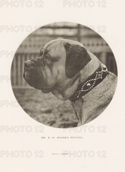 Mr. EH Moore's Minting, Bulldog, page, photomechanical print, cliché maker: Edward Bierstadt, New York (city), c. 1883 - in or before 1888, Edward Bierstadt, photographer, cliché maker, North America, paper, collotype, photoprint, height 127 mm x width 128 mm, Print opposite title page, behind semi-transparent cover., dog (with NAME of kind), A sepia-toned circular photograph of a large dog shown in profile facing left, with a broad head, drooping jowls, and a short coat; the dog wears a wide decorative collar studded with round elements, and the background inside the circle shows a blurred fence and ground.