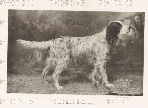 Mr. F. Windholz's Rockingham, Setter, page, photomechanical print, cliché maker: Edward Bierstadt, New York (city), c. 1883 - in or before 1888, Edward Bierstadt, photographer, cliché maker, North America, paper, collotype, photoprint, height 124 mm x width 202 mm, behind semi-transparent cover., dog (with NAME of kind), A black and white photograph of a dog standing in profile on a grassy surface, showing a long feathery tail, wavy fur along its body and legs, and a head with darker markings and long ears, set against a soft, out-of-focus backdrop.