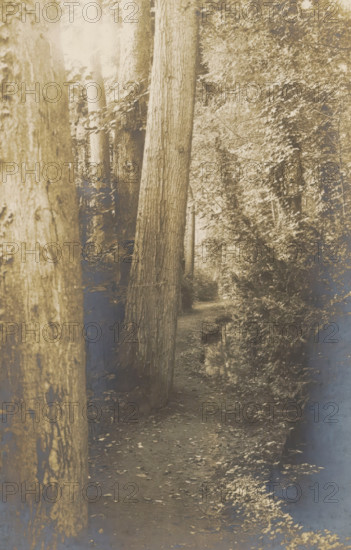 A path between trees, Le Rieu d'Amour, photograph, page, photographer: Coppin-Goisse, c. 1904 - in or before 1909, Coppin-Goisse, photographer, paper, gelatin silver print, developing gelatin silver print, height 127 mm x width 84 mm, forest path or lane, trees, Beloeil, A sepia-toned photograph mounted on brown textured paper shows a close view of tree trunks and branches lying horizontally across a natural ground covered in leaves and grass, with areas of light and shadow creating contrast on the bark and foliage; a narrow white border surrounds the photograph and a double-lined gray decorative frame sits on the brown paper around it.