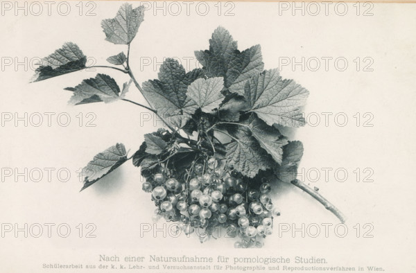 Bunch of red berries, page, photomechanical print, inscription: 'Nach einer Naturaufnahme für pmologische Studien', photographer: KK Lehr- und Versuchsanstalt für Photographie, cliché maker: Johannes Beyer, c. 1886 - in or before 1891, paper, collotype, photoprint, height 100 mm x width 170 mm, Print on fourth unnumbered page after page 627., plants (in general), A sprig with textured lobed leaves and a cluster of small round berries hangs diagonally against a plain light background, the leaves showing visible veins and serrated edges and the berries appearing translucent and glossy, attached to thin stems connected to a thicker woody branch.