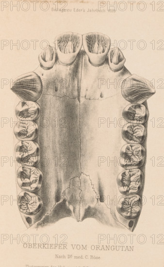 Oberkiefer von orangutan, Reproduction of a design of an upper jaw of an orangutan, reproduction, page, photomechanical print, inscription: 'Beilage zu Eder's Jahrbuch 1899.', photographer: anonymous, maker: Verlagsanstalt Fr. Bruckmann A.-G., after design by C. Röse, c. 1894 - in or before 1899, Verlagsanstalt Fr. Bruckmann A.-G., C. Röse, photographer, after design by, paper, photoaquatint, height 106 mm x width 79 mm, monkeys, apes: orang-utan (skull of an animal), A vertical sepia-toned anatomical illustration of an upper jaw seen from below, showing a palate with a central suture and textured shading, paired rows of molar and premolar teeth along both sides, and canine-like teeth near the front; the front edge of the palate displays four broad front teeth with concave chewing surfaces, and the tooth crowns show detailed grooves and pits.