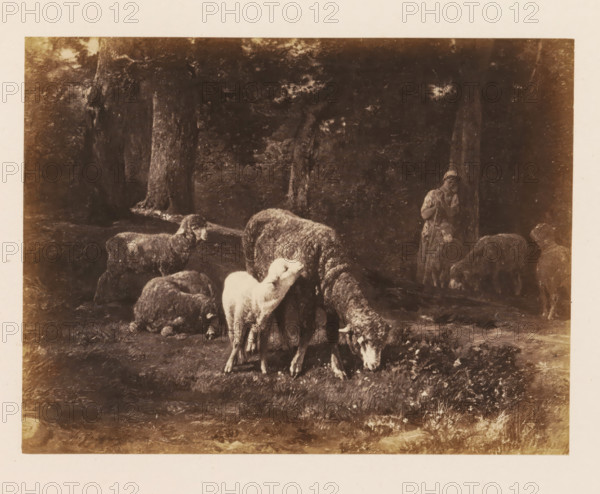 Photo reproduction of Moutons dans le bois by Ch. Jacques, photograph, reproduction, page, after painting by Charles Jacques, c. 1858 - c. 1863, photographer, paper, albumen print, albumendruk, height 114 mm x width 151 mm, picture, painting, trees, sheep, A sepia-toned scene of a wooded clearing with several sheep grazing in the foreground, one lighter-colored sheep standing more prominently, others clustered and lowering their heads to the ground, rough tree trunks and dense foliage forming a dark background, and a figure wearing a long coat and hat standing near a tree at the right edge of the clearing.