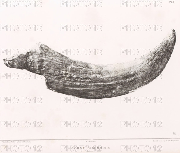 Aurochs horn, CORNE D'AUROCHS 1, 2 nature, page, photomechanical print, monogram: 'AB', number: 'Pl. 8', inscription: 'Ville de Paris Ateliers photo & litho photo E. Lacan, dir. Procédé spécial photo-litho A. Bilordeaux', France, cliché maker: Ville de Paris, Paris, printer (person): Ville de Paris, publisher: Imprimerie Impériale, supervision: Ernest Lacan, c. 1860 - in or before 1869, Ville de Paris, Imprimerie Impériale, Ernest Lacan, photographer, publisher, supervision, paper, photolithography, height 206 mm x width 189 mm, For location of print in book: see number under 'Inscriptions, Brands'., animals (skeleton of an animal), palaeontology, A large curved object with a rough, textured surface stretches horizontally across a mostly blank pale background, showing variations in shading from dark to light and a granular, weathered appearance along its length.