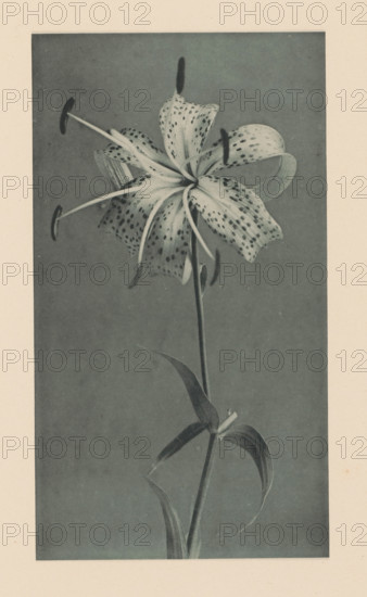 Japanese lily, page, photomechanical print, photographer: Kazumasa Ogawa, c. 1890 - in or before 1895, paper, collotype, photoprint, height 230 mm x width 129 mm, flowers: lily, A tall, single-stemmed flower with a large, open bloom at the top occupies the center of the image, its petals curved and spotted and several long stamens extending outward ending in darker tips; the stem bears long, narrow leaves that curve and twist, and the background is a uniform, muted tone framed by a lighter border.