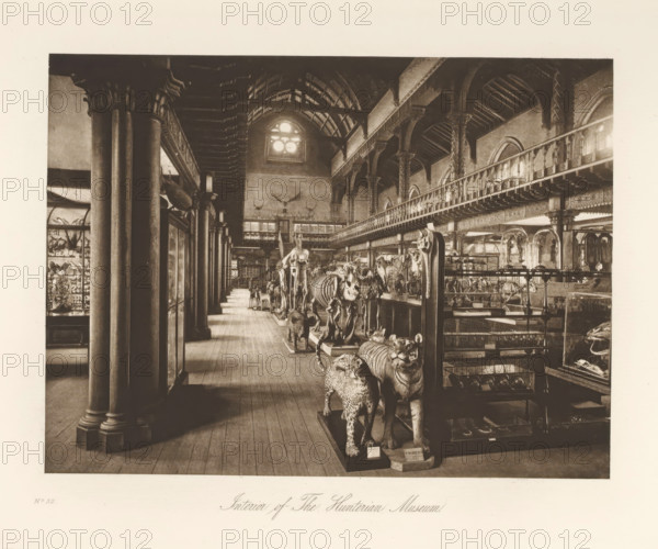 Room with skeletons and stuffed animals in the Hunterian Museum, Interior of The Hunterian Museum, page, photomechanical print, inscription: 'No.32', cliché maker: T. & R. Annan & Sons, Glasgow, c. 1886 - in or before 1891, photographer, paper, photoaquatint, height 144 mm x width 194 mm, Print on thirtieth unnumbered page after page xxxiii., permanent exhibition, museum, animals (skeleton of an animal), A wide interior view of a long gallery lined with tall columns and a wooden floor, showing rows of mounted animal displays and skeletons on raised platforms along a central aisle, with a balcony running along the right side supported by decorative arches and columns, a high vaulted ceiling with exposed beams, a large round window at the far end, glass display cases and cabinets along the right and left walls, and various taxidermy animals positioned facing forward in the foreground.