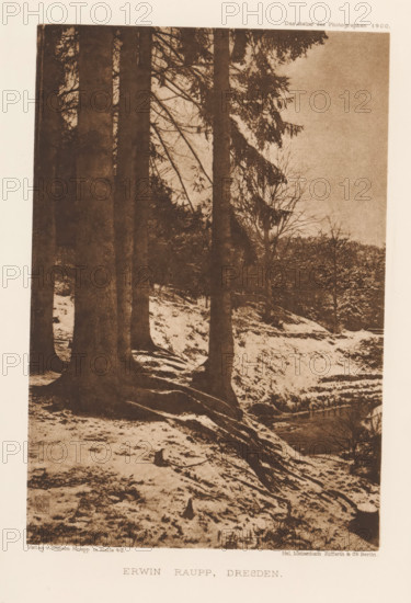 Winter landscape with trees, page, photomechanical print, inscription: 'Das Atelier des Photographen 1900.', photographer: Erwin Raupp, Dresden, cliché maker: Meisenbach, Riffarth & Cie., Berlin, publisher: Wilhelm Knapp, Halle an der Saale, 1900, Saxony-Anhalt, Saxony, paper, photoaquatint, height 188 mm x width 128 mm, trees, winter landscape, landscape symbolizing winter (the four seasons of the year), A sepia-toned photograph showing a forest scene with several tall tree trunks in the foreground and branches extending upward and outward, a sloped, snowy ground with exposed roots and patches of bare earth, a stream or depression running along the lower right edge, denser trees and undergrowth in the midground, and a pale sky visible above the treeline.