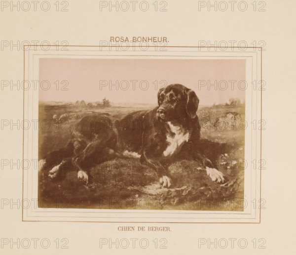 Photo reproduction of Chien de Berger by Rosa Bonheur, Chien de Berger, photograph, reproduction, page, inscription: 'Rosa Bonheur', after painting by Rosa Bonheur, c. 1878 - in or before 1883, photographer, paper, albumen print, albumendruk, height 97 mm x width 133 mm, dog, painting, drawing and the graphic arts, A sepia-toned framed image centered on a cream background showing a reclining dog with dark fur and lighter patches on its chest and paws, set against a faint landscape with distant shapes and low vegetation, surrounded by a decorative rectangular border with inner lines.