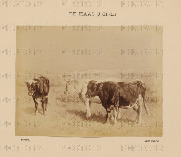 De Haas (J.-H.-L.), Photo reproduction of Bestiaux au pâturage by Johannes Hubertus Leonardus de Haas, photograph, reproduction, page, photographer: Alexandre, after painting by Johannes Hubertus Leonardus de Haas, c. 1888 - in or before 1893, paper, albumen print, albumendruk, height 108 mm x width 143 mm, cow, painting, drawing and the graphic arts, A sepia-toned image mounted on beige paper showing three cows standing on grassy ground near the lower edge, with two cows more prominently visible in the foreground and another partially visible behind them, a wide pale sky above and faint distant shapes on the horizon, the mounted photograph centered on the page with margins of beige paper surrounding it.