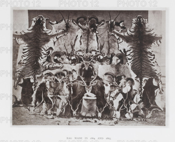 Bag made in 1864 and 1865, page, photomechanical print, c. 1865 - in or before 1876, paper, collotype, photoprint, height 140 mm x width 182 mm, Image opposite title page., hunting trophies, game, hunted animals, A monochrome photograph showing an arrangement of animal skins, skulls, and horns displayed against a flat backdrop, with two large striped skins draped vertically on either side, curved horns and ram skulls positioned near the top, a central tall skull with branching antlers rising above a dark furred mount, numerous smaller skulls and antlers clustered along a horizontal surface, a cylindrical pedestal in front topped with a small skull, and additional horns and skulls arranged on the ground in front of the display.