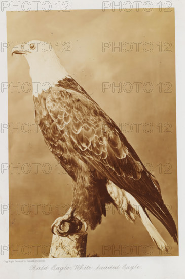 Our birds of prey, or the eagles, hawks, and owls of Canada, book, annotation: 'NOV 1999', writer (clerical worker): Henry George Vennor, publisher: Dawson Brothers, Montreal, 1876, writer (clerical worker), North America, textile materials, biological material, linen (material), leather, paper, printing, albumen print, height 273 mm x width 213 mm x thickness 33 mm, A sepia-toned photograph of a perched eagle shown in profile, with a white head and neck contrasting against darker, patterned feathers on its body and wings, the bird's curved beak and round eye visible, its talons gripping a textured wooden perch, and long tail feathers extending downward against a plain background.