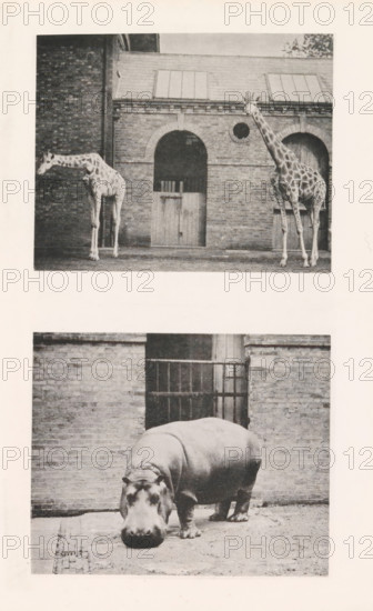 Giraffes, hippopotamus, page, photomechanical print, Above two giraffes, below a hippopotamus, all in a zoo., inscription: 'The Well-known 'Guy Fawkes' belonging to the Zoological Society.', photographer: J. Fortuné Nott, London, cliché maker: anonymous, printer (person): Lemercier, J. & A., Paris, c. 1876 - in or before 1886, printer (person), paper, collotype, photoprint, height 260 mm x width 175 mm, Print between pages 228 and 229., zoological garden, zoo, seen as place where non-domestic animals are kept, headed animals: giraffe, A vertically oriented image shows two separate black-and-white photographs stacked with a wide margin between them. The top photograph depicts a brick building facade with arched doorways and a wooden door set in the center arch; two giraffes stand in front of the building, one on the left with its neck lowered and head facing left, and one on the right standing taller with its neck upright and facing forward. The lower photograph shows a large hippopotam...