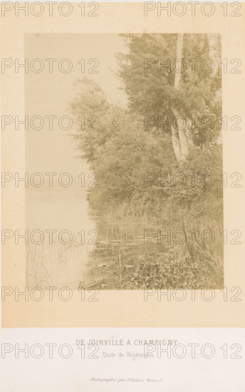De Joinville a Champigny etude de végétation, Vegetation along the Marne near Champigny-sur-Marne, photograph, page, photographer: Ildefonse Rousset, Île-de-France, c. 1860 - in or before 1865, paper, albumen print, height 162 mm x width 125 mm, river, shrubs, Marne (river), An aged sepia photograph showing a calm lakeshore lined with tall grasses and dense foliage, with a cluster of trees including a prominent slender trunk with lighter bark standing near the water; the water surface reflects reeds and vegetation, with lily pads and aquatic plants near the edge, and the composition is bordered by a wide light-colored mat with a faintly visible area of empty space below.