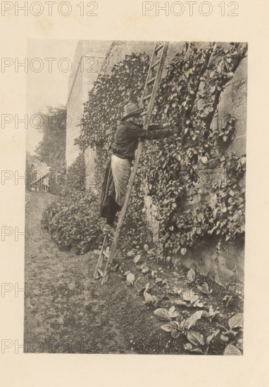 Curé de Bénizou, book, photographer: Henri Magron, writer (clerical worker): Georges de Cavilly, publisher: Gauthier-Villars & Fils, Paris, 1895, writer (clerical worker), paper, collotype, photoprint, height 305 mm x width 220 mm x thickness 7 mm, A sepia-toned photograph shows a person wearing a hat, long skirt, and jacket standing on a wooden ladder that leans against a stone wall covered in dense climbing leaves; the person reaches toward the foliage with gloved hands while leafy plants grow at the base of the wall and a dirt path runs alongside, with a distant fence and trees visible further down the path.