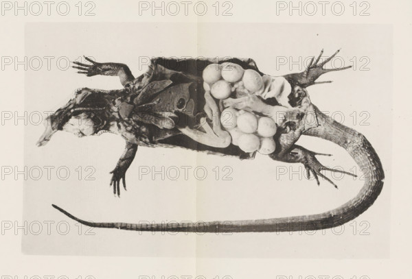 Anatomy. Organes internals du lézard vert, photographiés sous l'eau au moyen du physiographe, Cut open green lizard with the organs visible, page, photomechanical print, number: 'Pl. II.', photographer: Adolphe Louis Donnadieu, Paris, cliché maker: André Quinsac, c. 1874 - in or before 1884, Adolphe Louis Donnadieu, André Quinsac, photographer, cliché maker, paper, collotype, photoprint, height 111 mm x width 173 mm, lizards: lizard, physiology and anatomy, A grayscale photograph of a dissected lizard laid on its back with its body opened to reveal internal organs, including a cluster of round eggs visible in the abdominal cavity. The lizard's head and limbs are splayed outward, showing textured skin and claws on each foot, while the long scaly tail extends across the lower part of the image. The exposed inner tissues and organs display varied shapes and tones, and the entire specimen rests on a light, uniform background with a faint crease running vertically through the center.