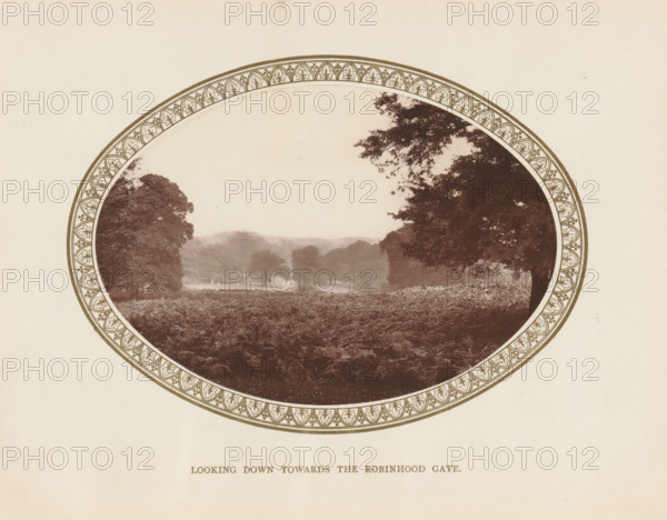 Looking down towards the Robinhood Gate, View of Richmond Park, page, photomechanical print, Richmond Park, c. 1879 - c. 1889, London, paper, Woodburytype, height 102 mm x width 146 mm, public gardens, park, An oval sepia photograph framed by a decorative circular border shows a landscape with a foreground of dense ferns, middle-ground trees and hedgerows fading into misty hills, and large tree canopies intruding from the left and right sides of the frame, the right canopy extending inward with visible branches and leaves.