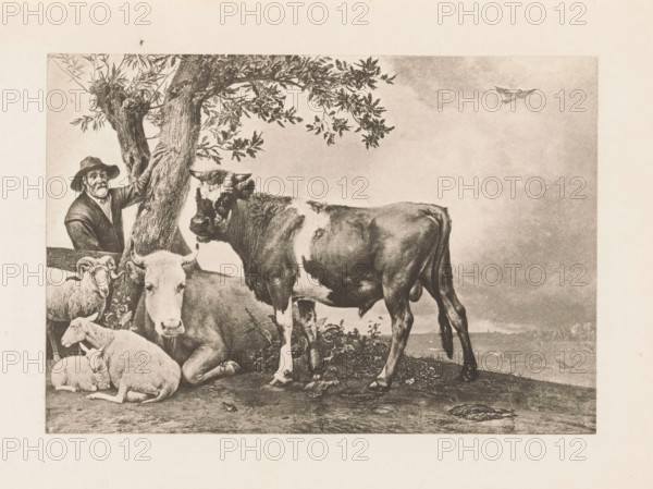 Photo reproduction of the painting The Bull, reproduction, page, photomechanical print, title: 'Paul Potter's Bull', photographer: Charles L. Mitchell, Mauritshuis, cliché maker: AW Elson & Company, Boston (Massachusetts), after painting by Paulus Potter, c. 1884 - in or before 1894, Charles L. Mitchell, AW Elson & Company, Paulus Potter, photographer, cliché maker, after painting by, The Hague, North America, Massachusetts, paper, photoaquatint, height 87 mm x width 126 mm, farmers, bull, A sepia-toned scene shows a man wearing a hat and jacket standing behind a tree and resting a hand on its trunk, several sheep gathered on the ground in front of him with one lying and others sitting or standing, a large cow standing prominently with distinct light and dark patches on its body and another cow lying partly behind it, leafy branches extending from the tree across the upper portion of the image, a bird in flight visible in the distant sky, and a textured ground with scattered plants and...