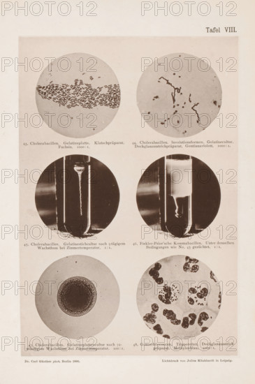 Six microscope images of bacteria, including the cholera bacterium, page, photomechanical print, inscription: '43. Cholera bacilli. Gelatin platter. Klatschpräparat. Fuchsin. 1000:1. 44. Cholera bacilli. Involutionsforms. Gelatin culture. Deckglasausstrichpräparat. Gentianaviolett. 1000:1. 45. Cholera bacilli. Gelatin stick culture after 9 hours of warm weather. 1:1. 46. Finkler-Prior'sche Comma bacilli. Unter denselben Bedingungen wie No. 45 sighs. 1:1. 47. Cholera bacilli. Gelatin plattenculture after 72-stündigem Wachsthum at Zimmertemperatur. 100:1. 48. Gonorrheacocci. Trippereiter. Deckglasausstrichpräparat. Methylenblau. 1000:1.', number: 'Tafel VIII.', photographer: Carl Günther, Berlin, maker: Friedrich Julius Klinkhardt, Leipzig, c. 1880 - in or before 1890, Carl Günther, Friedrich Julius Klinkhardt, photographer, Saxony, paper, collotype, photoprint, height 242 mm x width 165 mm, Prints in section at the back., unicellular animals, bacteria, bacilli, A vertical page with a pa...