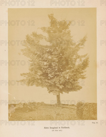 Abies Douglasii in Flottbeck (48 Jahr alt), Douglas fir in Germany, photograph, page, c. 1867 - in or before 1877, photographer, paper, albumen print, height 160 mm x width 125 mm, trees: fir, A tall evergreen tree with a straight trunk and a full, irregular canopy fills most of the framed area, its branches and foliage spreading outward with layered textures; the tree stands on a patch of ground with low vegetation and a small rounded shrub nearby, and a low stone border or rock formation runs along the base of the scene; the photograph has a faded, sepia-toned appearance with a pale border surrounding the image.