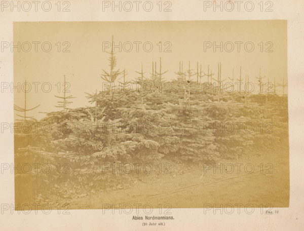 Abies Nordmanniana (10 Jahr alt), Nordmann spruce, photograph, page, c. 1867 - in or before 1877, photographer, paper, albumen print, height 119 mm x width 173 mm, trees: fir, A sepia-toned photograph showing a dense stand of conifer trees with short, layered branches in the lower portion and many tall, slender vertical trunks rising above with sparse horizontal branchlets, a flat ground surface visible in the foreground, and a plain sky occupying the upper area.