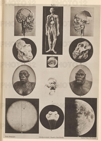 Overview of astronomical phenomena, anatomical models and skulls, page, photomechanical print, number: 'Taf. I.', cliché maker: Römmler & Jonas, Dresden, c. 1867 - in or before 1877, photographer, Saxony, paper, collotype, photoprint, height 179 mm x width 126 mm, (human) skull, anatomical models (usually series of five figures), astronomical phenomena, A vertical sheet containing a grid of photographic plates, each plate showing a different subject; near the top left and top right are side-profile images of a human skull with soft tissue and vessels partially exposed, and between them a full frontal view of a flayed human figure displayed upright, with visible musculature and internal organs; below the left skull is a circular image of a primate skull shown in three-quarter view, and below the right skull a matching circular image of another primate skull with prominent teeth; in the middle row a small circular close-up of a mouth appears between the skull images, and below those are ...