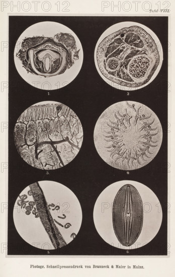Six microscopic enlargements, page, photomechanical print, number: 'Tafel VIII.', cliché maker: Brauneck & Maier, Mainz, c. 1867 - in or before 1877, photographer, Rhineland-Palatinate, paper, collotype, photoprint, height 185 mm x width 125 mm, anatomy (non-medical), microscope, A vertical sheet with six circular black-and-white microscope-style images arranged in two columns and three rows on a dark rectangular background, each circle showing a different organic or cellular pattern; the top left circle contains a cross-sectional organ-like shape with layered concentric structures and curved cavities, the top right circle shows a rounded section with intricate branching and clustered granular textures, the middle left circle displays a textured surface with elongated vertical ridges and irregular cracked areas intersected by darker vein-like lines, the middle right circle features a radial arrangement of curved, hook-like elements around a central lighter area, the bottom left circle ...