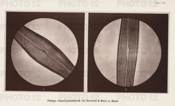 Two microscopic enlargements of (presumably) an animal hair, page, photomechanical print, number: 'Tafel IX.', cliché maker: Brauneck & Maier, Mainz, c. 1867 - in or before 1877, photographer, Rhineland-Palatinate, paper, collotype, photogravure, height 99 mm x width 200 mm, hair, A rectangular print divided into two dark-framed panels each containing a circular vignette, the left vignette showing a diagonal elongated narrow object with a textured surface and a thin central raised line, and the right vignette showing a vertical elongated strip with a patterned grid and parallel lines, both vignettes set against smooth pale circular backgrounds within the dark frames and a light margin surrounding the panels.