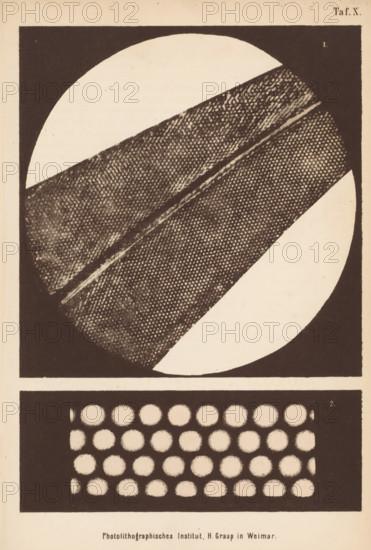 Two microscopic enlargements of an algae, page, photomechanical print, number: 'Taf. X.', cliché maker: H. Graap, Weimar, c. 1867 - in or before 1877, photographer, Thuringia, paper, photolithography, height 223 mm x width 145 mm, Prints opposite page 370., algae, seaweed, microscope, A square bordered frame contains a large circle intersected by a wide diagonal textured band, with the band showing a dotted, grainy pattern and a central lighter seam; parts of the circle not covered by the band appear as plain light areas contrasting with the dark textured sections, and below the circle a rectangular panel holds a grid of evenly spaced circular dots set against a dark background.