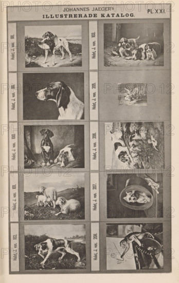Photo reproduction of ten paintings of animals, Johannes Jaeger's Illustrerade Catalog, reproduction, page, photomechanical print, number: 'PL. XXI.', photographer: Johannes Jaeger, Stockholm, cliché maker: anonymous, after painting by Johan von Holst, c. 1872 - c. 1882, Johannes Jaeger, Johan von Holst, photographer, cliché maker, after painting by, paper, collotype, photoprint, height 180 mm x width 109 mm, picture, painting, dog, sheep, monkeys, apes, A vertical page showing a grid of framed black and white illustrations, each depicting animals and scenes; visible are multiple rectangles arranged in columns and rows separated by narrow borders, with a wide header area at the top; the illustrations include dogs in various poses such as a dog carrying a bird in its mouth in a grassy outdoor setting, a group of puppies lying together on a textured surface, a detailed profile of a dog's head against a dark background, a small square image of a dog in reeds near water, two dogs indoors w...