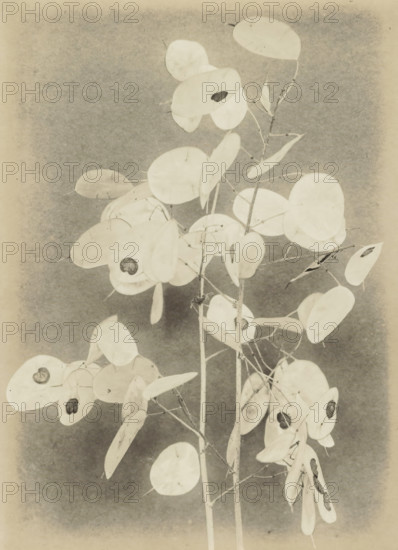 Tak Lunaria Annua (Judas medal) against smooth background, photograph, photographer: Richard Tepe, Netherlands, c. 1900 - c. 1940, paper, gelatin silver print, height 162 mm x width 119 mm, plants and herbs: honesty, A vertical arrangement of thin stems bearing numerous flat, round, pale seed pods with small dark circular centers, shown against a mottled neutral background, with fine twiggy branches and occasional elongated leaves interspersed among the round pods.